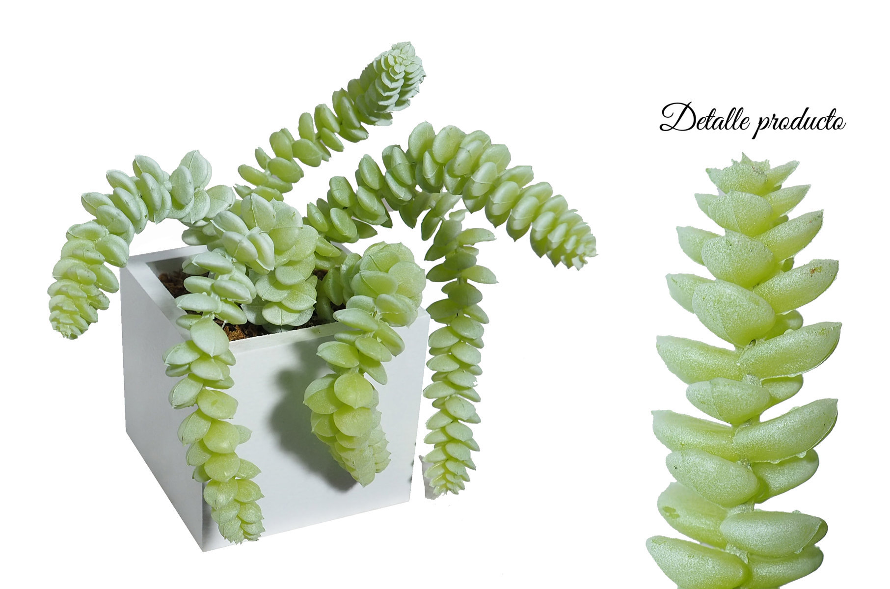 4880077B.jpg Base Blanca Sedum Cola Caballo Verde 8x8x17cm. - Imagen 1