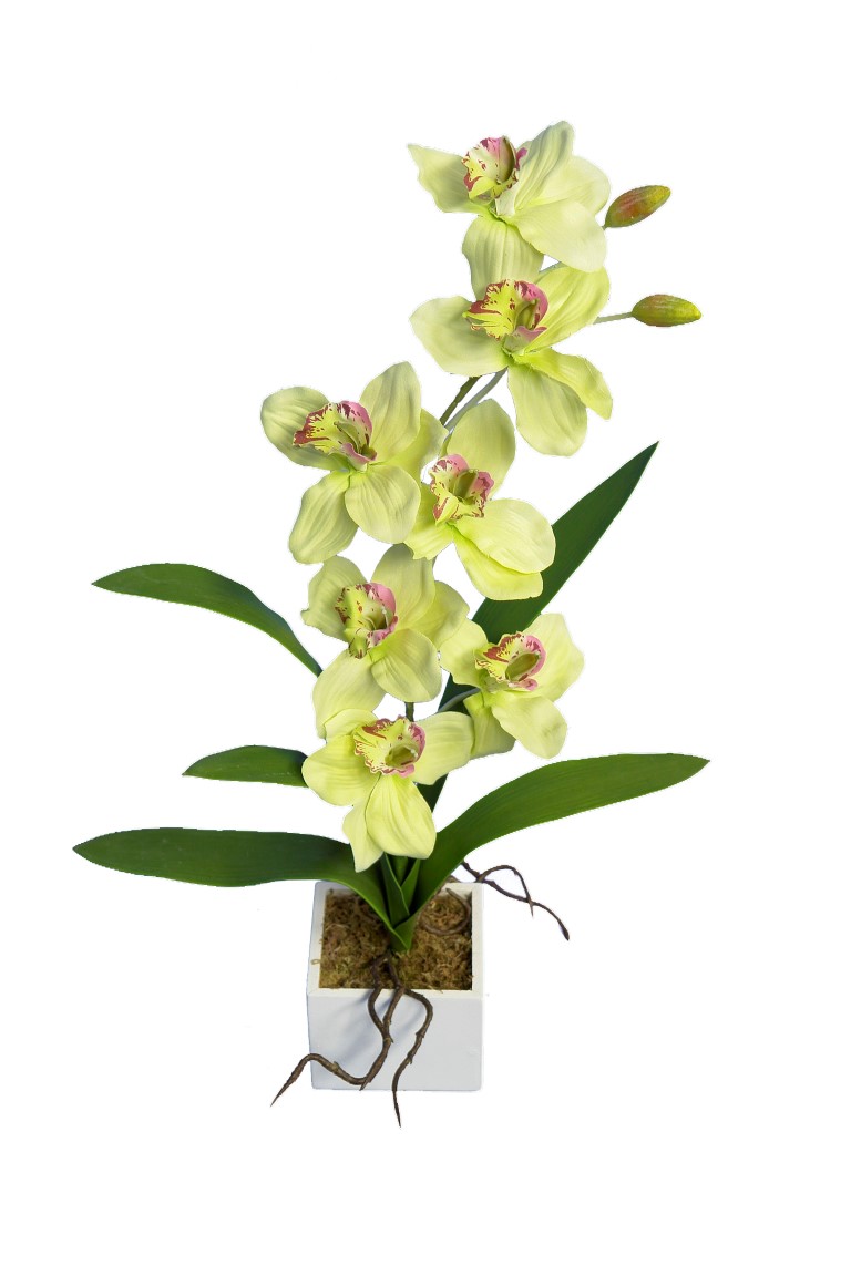4881029B.jpg White box cymbidium verde - 11x11x60cm - Imagen 1