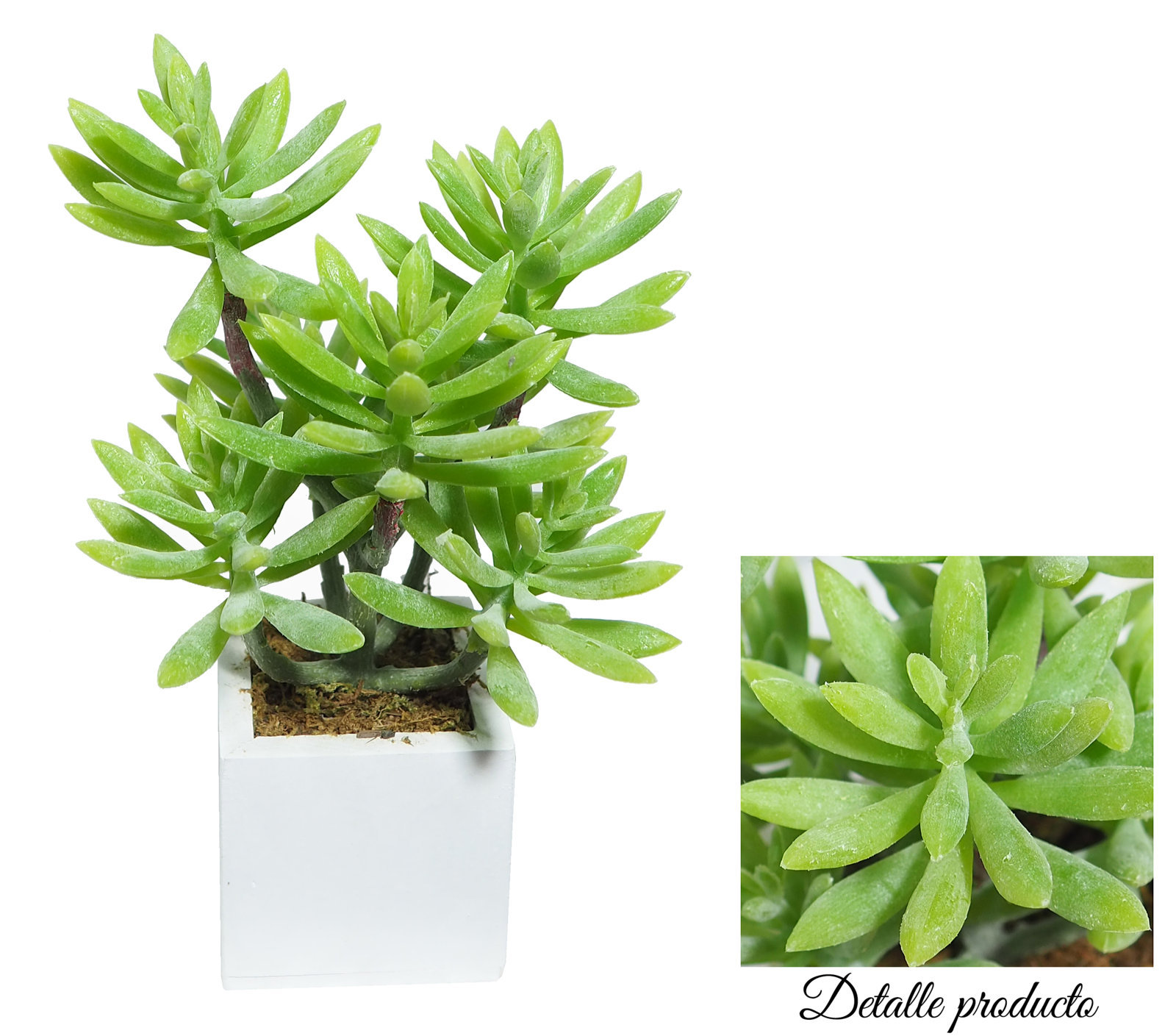4889001B.jpg White Sedum Carnoso Verde - 6x6x20cm - Imagen 1