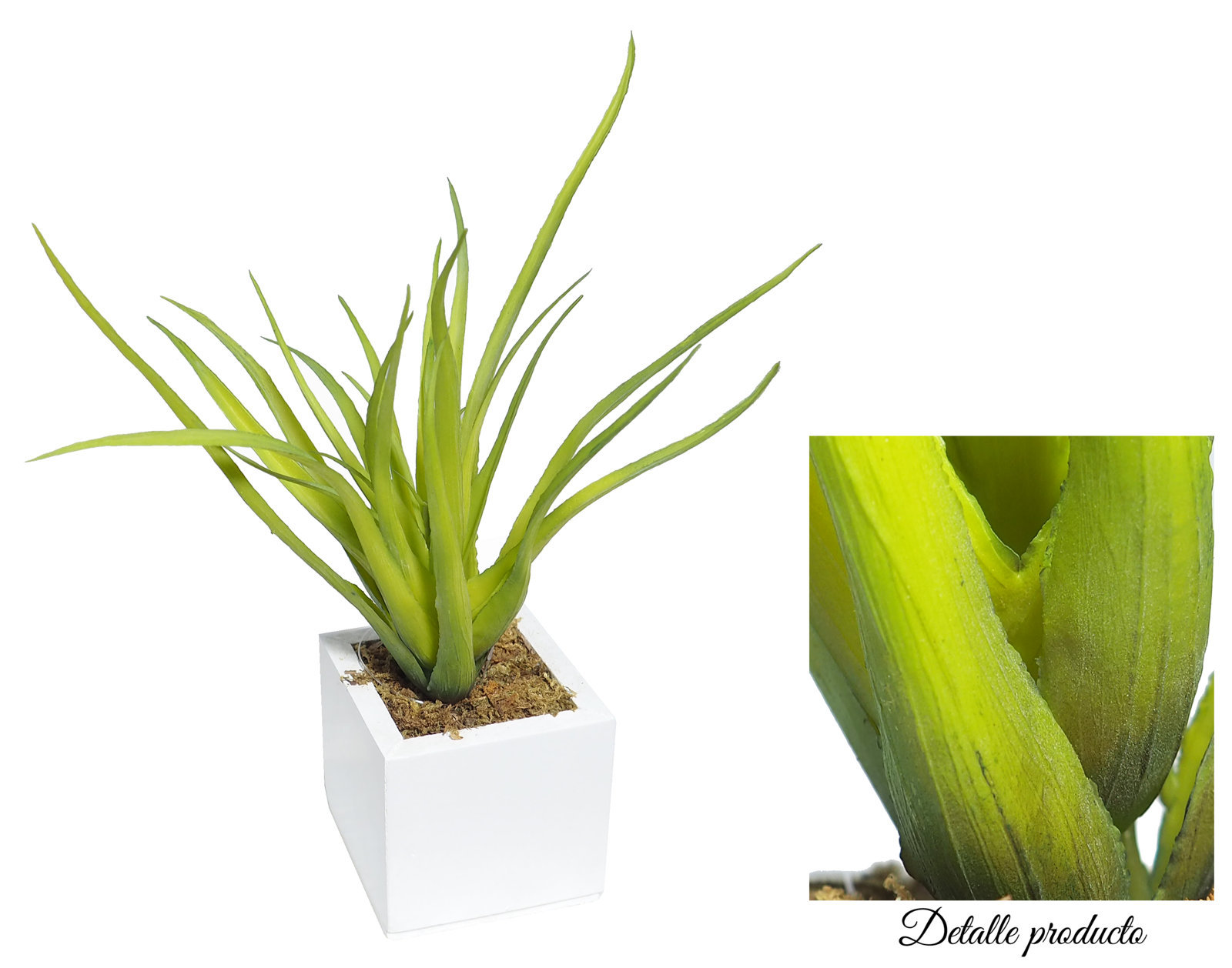 4889005B.jpg White Box Tillandsia Verde 6x6x18 cms. - Imagen 1