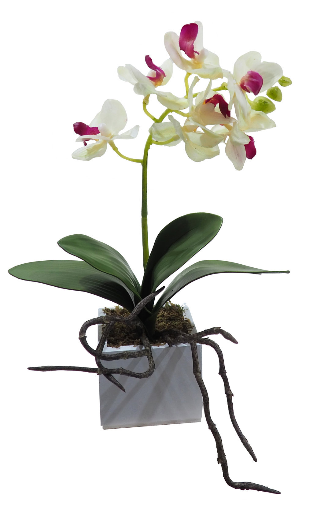 4889007B.jpg White box orquídea crema goma - 8x8x30cm. - Imagen 1