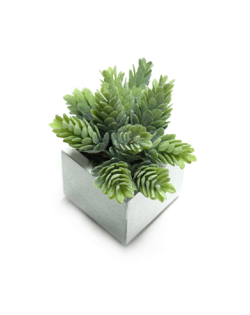 4889023B.jpg White Box cactus piña/lupulo - 6x6x12cm - Imagen 1