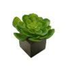 Black Box Echeveria Secunda - 6x6x10cm