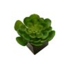 Black Box Echeveria Secunda - 6x6x10cm - Imagen 2