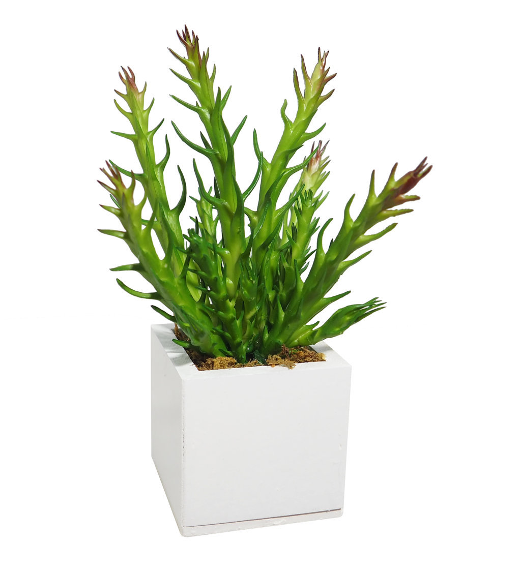 4889058B.jpg White box orbea variegata - 6x6x18cm - Imagen 1