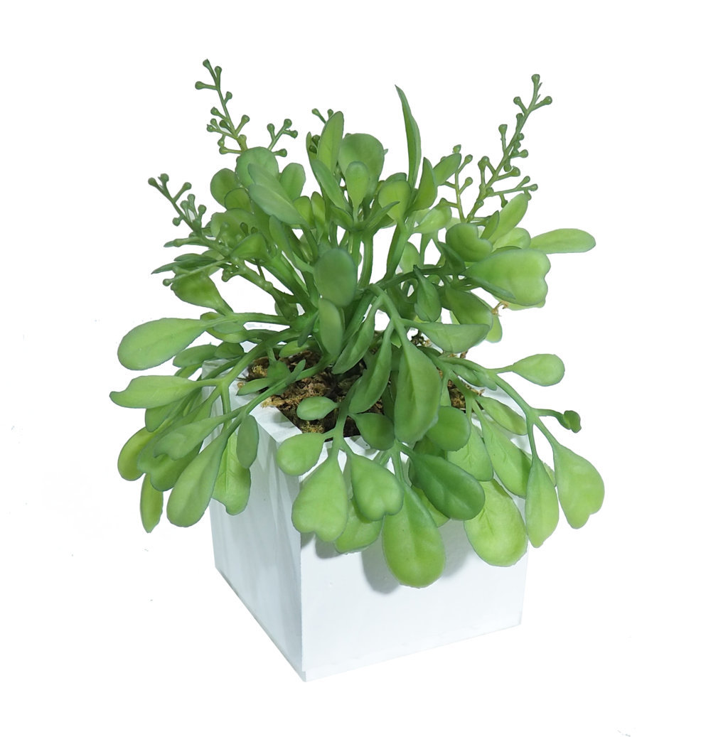 4889063B.jpg White box Aglaia Odorata - 6x6x14cm. - Imagen 1