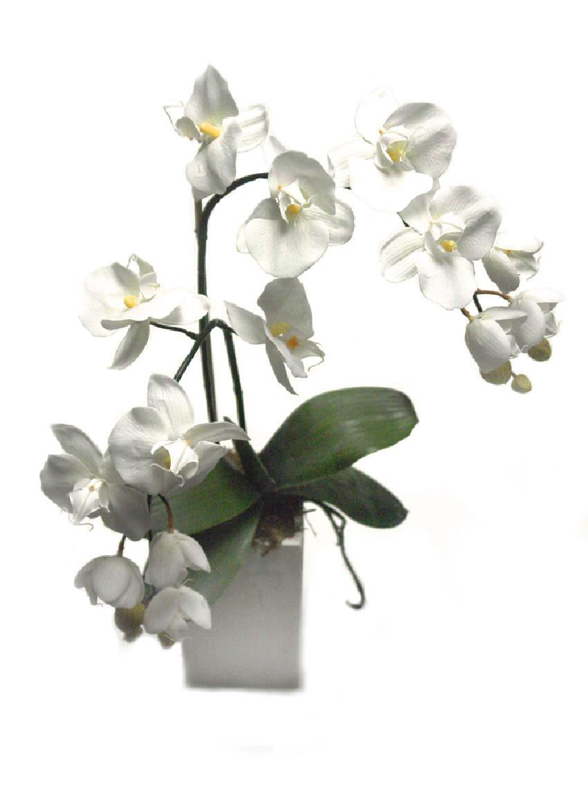 4893030.jpg Orquidea crema base madera - 10x10x60cm - Imagen 1