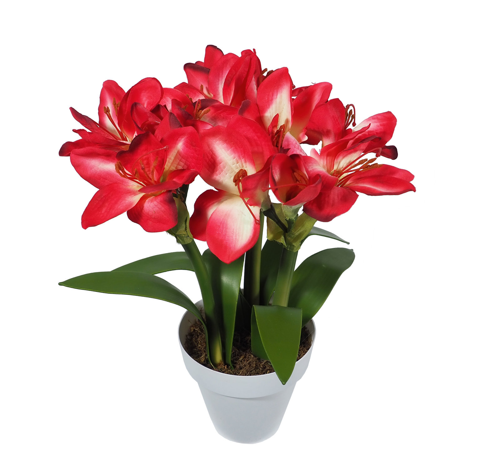 4893209.jpg B/BL Amarylis rojo con maceta - Ø15x40cm - Imagen 1