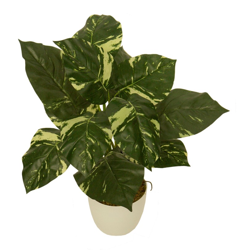 4895008.jpg M/BL Pothos variegata - Ø14x60cm - Imagen 1