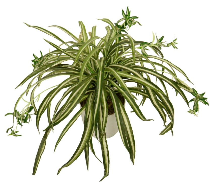 4895013.jpg B/BL Cinta variegata.-Ø18x50cm - Imagen 1