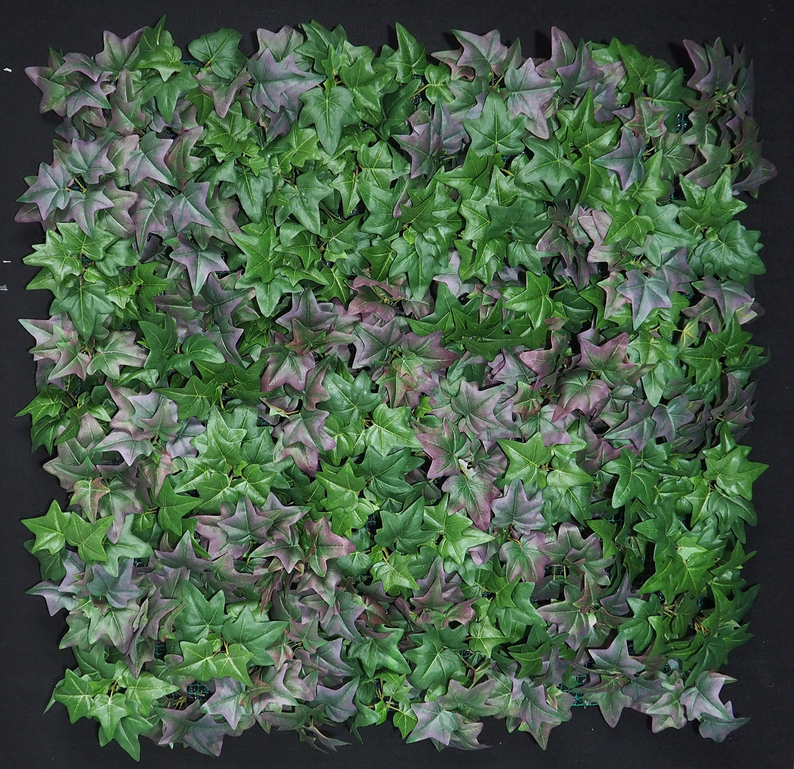 4899892.jpg Jardín Vertical Hiedras Exterior 100x100cm - Imagen 1