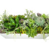 Relleno Mix Crasas 78x28,5x30,5 (25cm vegetación) - Imagen 2