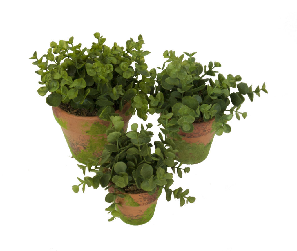 4901033A_1.jpg Eucaliptus Verde Con Maceta de Terracota y Musgo - Imagen 1
