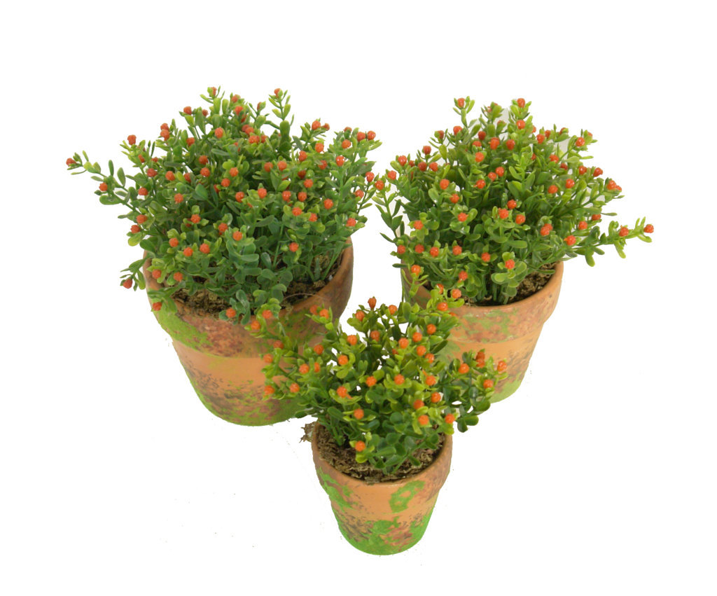4901059A_1.jpg Nertera Naranja Con Maceta Terracota y Musgo - Imagen 1