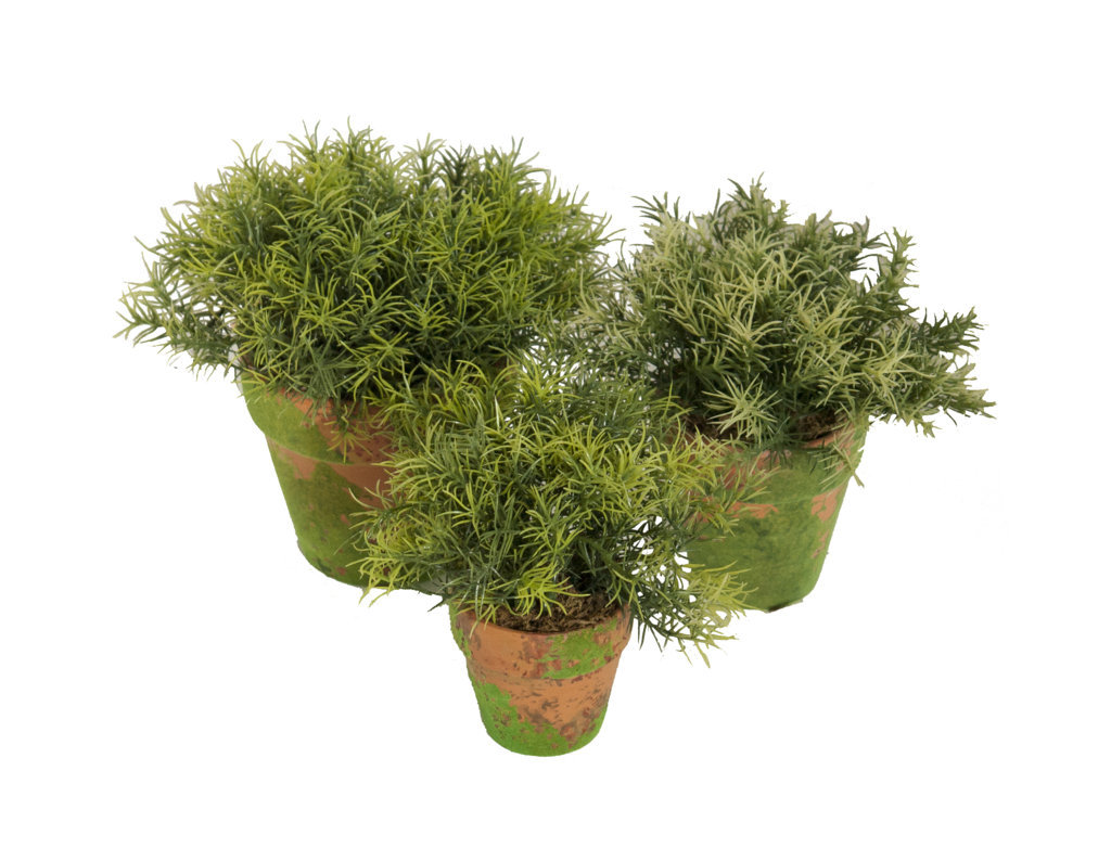 4901068A_1.jpg Springeri Verde Con Maceta Terracota y Musgo - Imagen 1