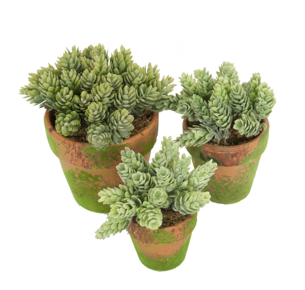 4901071A_1.jpg Cactus Piña Verde Con Maceta Terracota y Musgo - Imagen 1