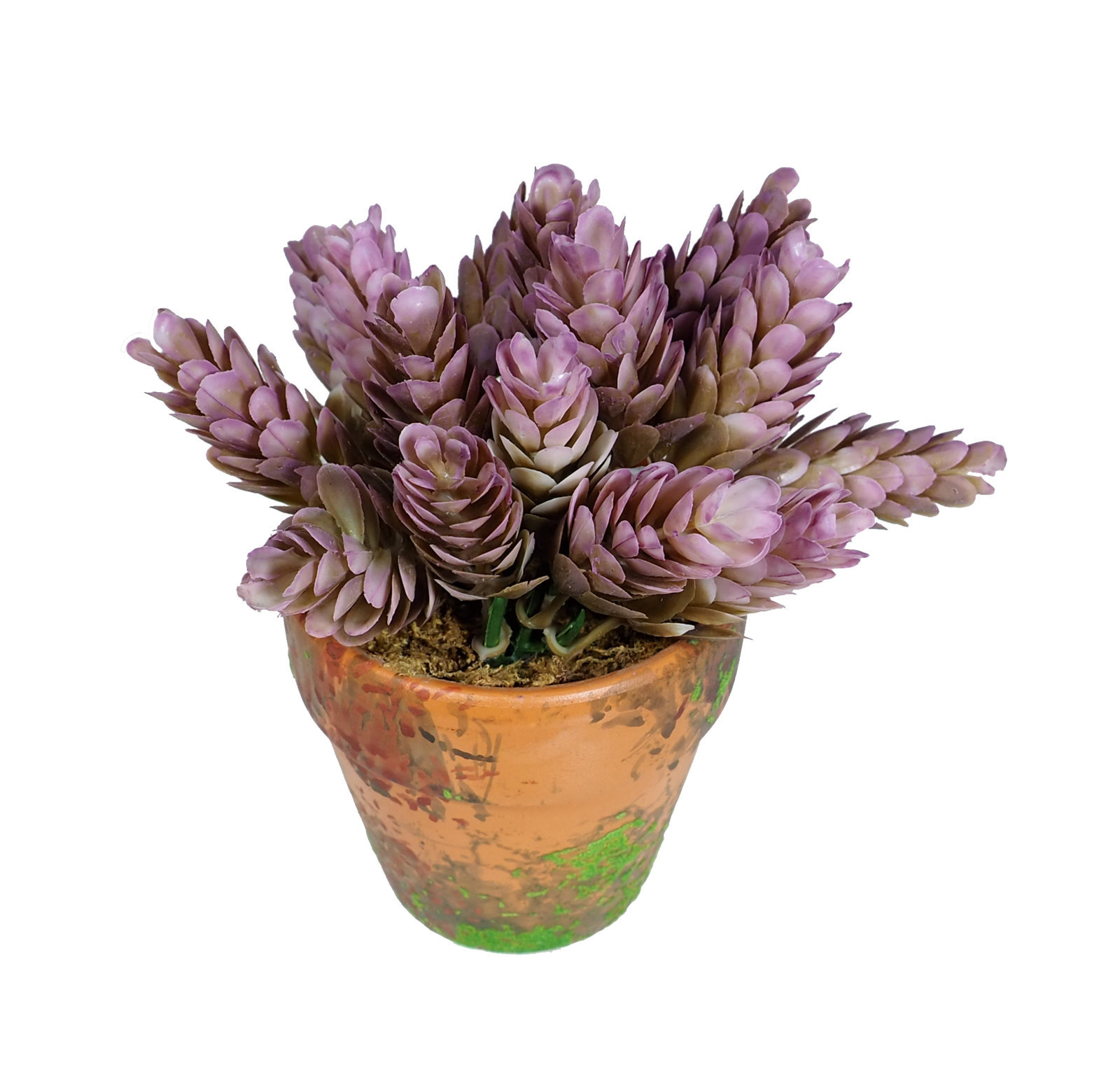 4901071U.jpg Cactus Piña Otoñal Con Maceta Terracota y Musgo - Imagen 1