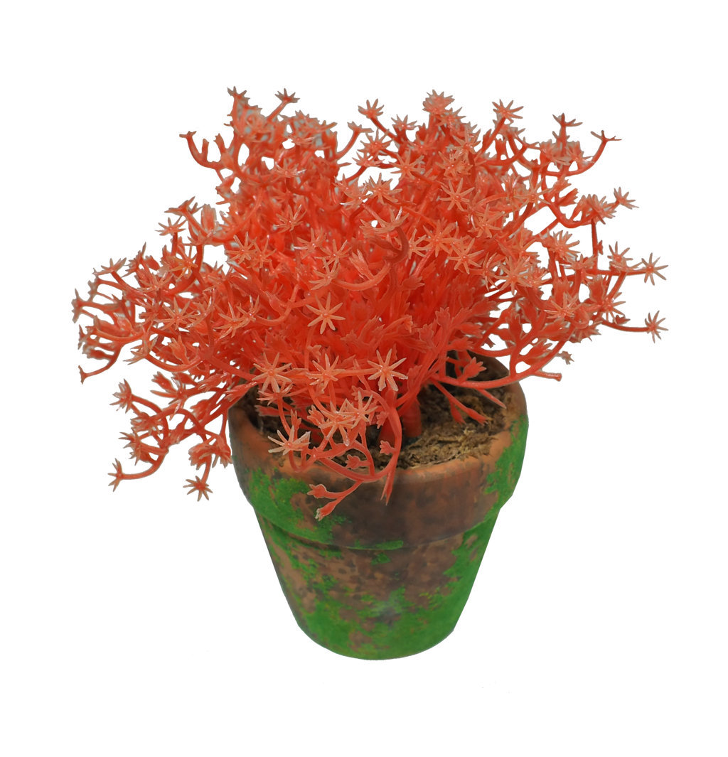 4901149A.jpg Gipsófila Naranja Con Maceta Terracota y Musgo - Imagen 1