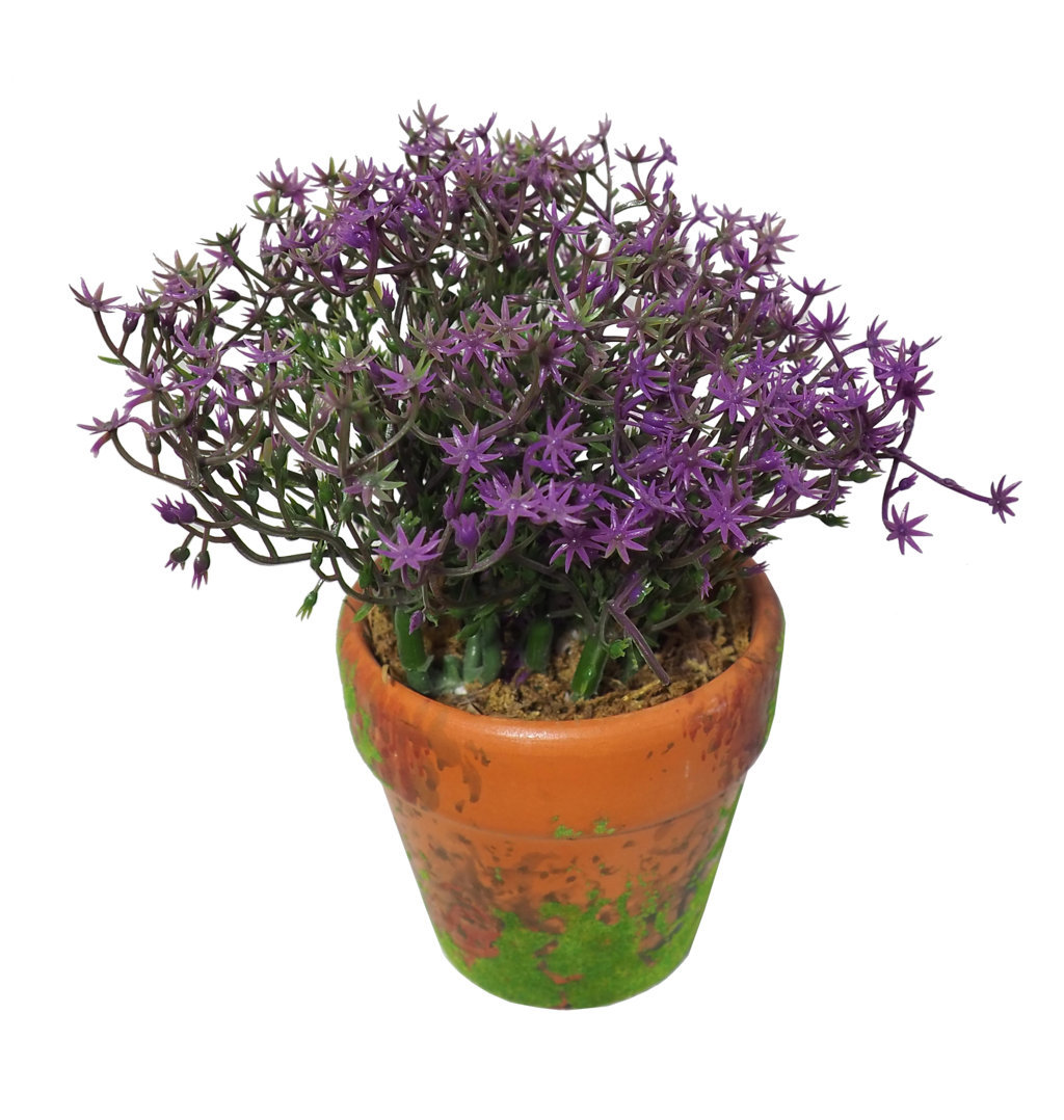 4901153C.jpg Gipsófila Morada Con Maceta Terracota y Musgo - Imagen 1