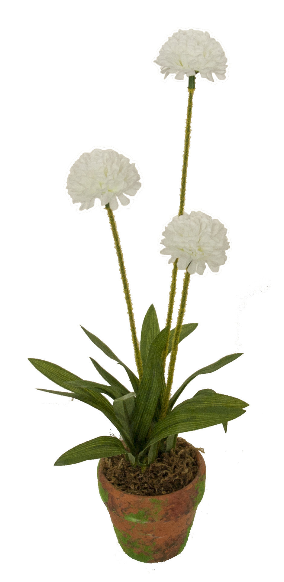 4901276A.jpg M/M Gomphrena crema maceta musgo - Ø7x45cm - Imagen 1