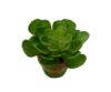 M/M Echeveria Secunda maceta musgo - Ø7x10cm - Imagen 2