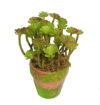 M/M Aeonium Arboreum maceta musgo - Ø7x15cm