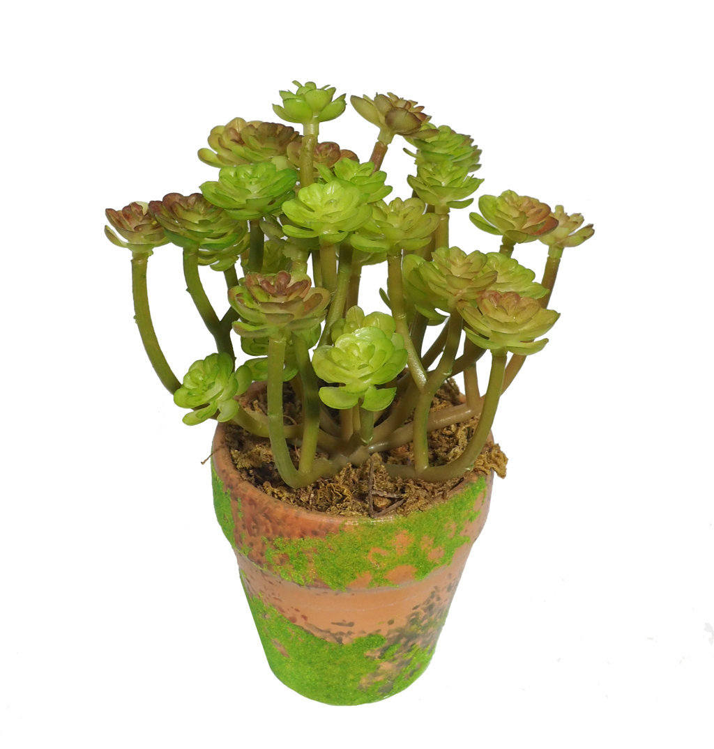 4901281A.jpg M/M Aeonium Arboreum maceta musgo - Ø7x15cm - Imagen 1