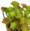 M/M Aeonium Arboreum maceta musgo - Ø7x15cm - Imagen 2