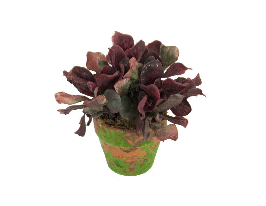4901293A.jpg Lechuga Roja Con Maceta Terracota y Musgo - Imagen 1
