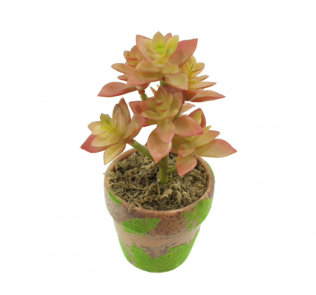 4901301A.jpg M/M Graptosedum naranja maceta musgo - Ø10x18cm - Imagen 1