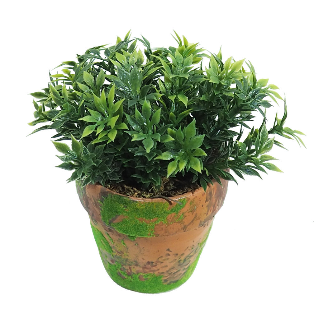 4901305A.jpg Te Verde Con Maceta Terracota y Musgo - Imagen 1