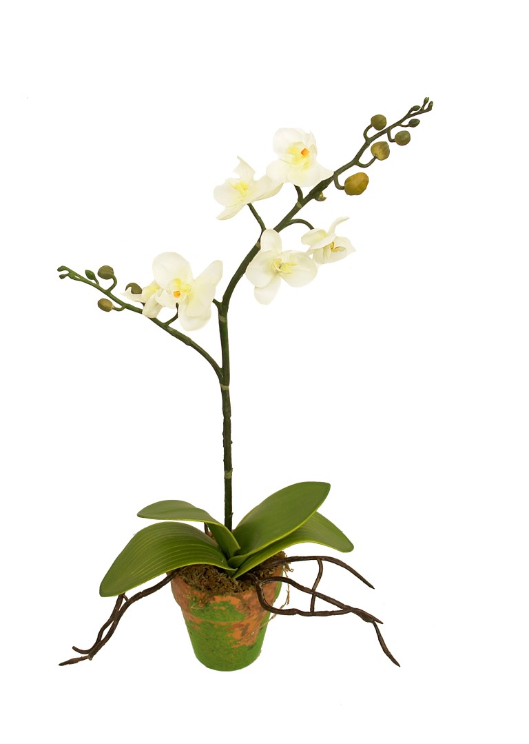 4902190A.jpg M/M Orquidea mini crema maceta musgo - Ø9x46cm - Imagen 1