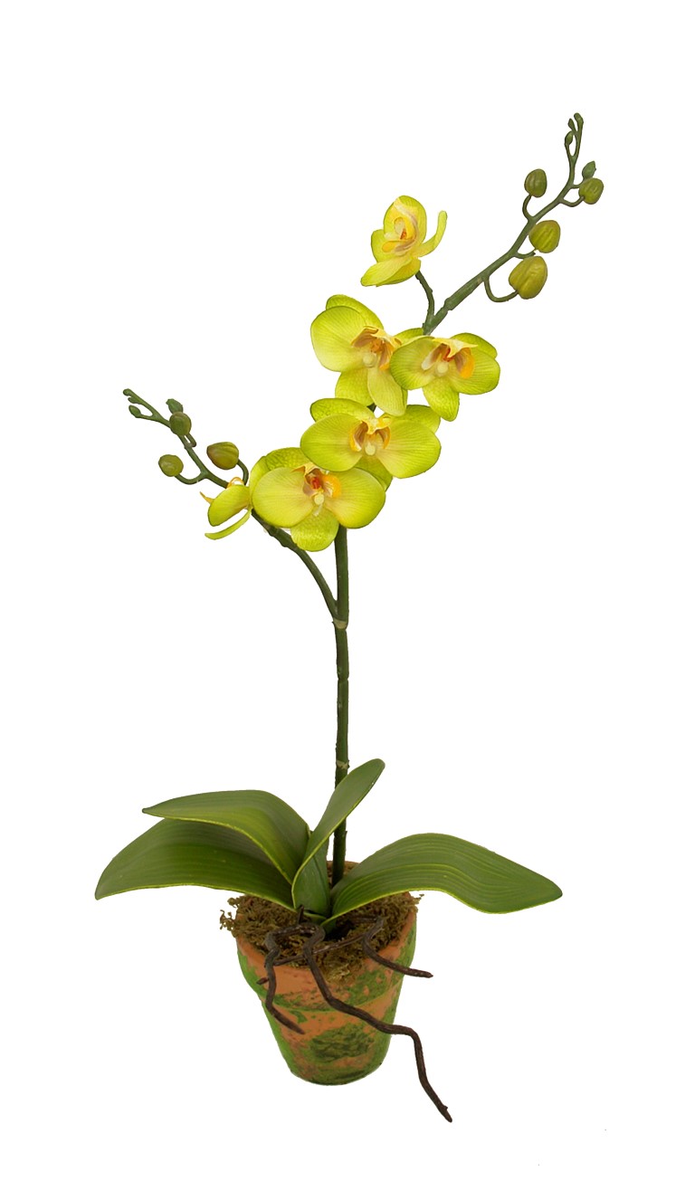 4902191A.jpg M/M Orquidea mini verde maceta musgo - Ø9x46cm - Imagen 1