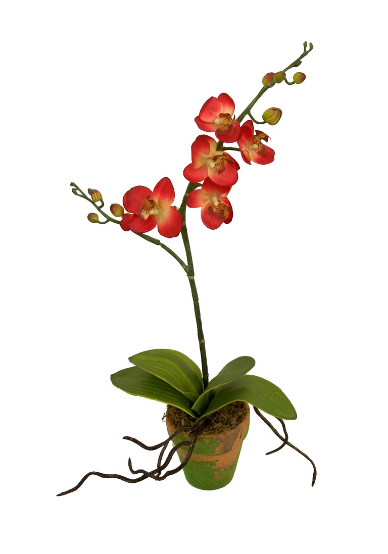 4902193A.jpg M/M Orquidea m. naranja maceta musgo - Ø9x46cm - Imagen 1