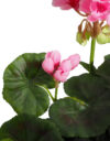 M/M Geranio  Rosa maceta musgo - Ø9x33cm. - Imagen 3