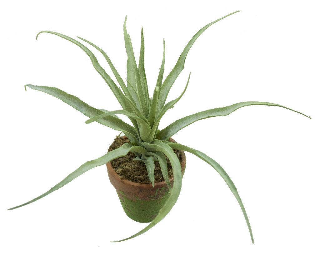4902264A.jpg M/M Tillandsia gris maceta musgo - Ø9x23cm - Imagen 1