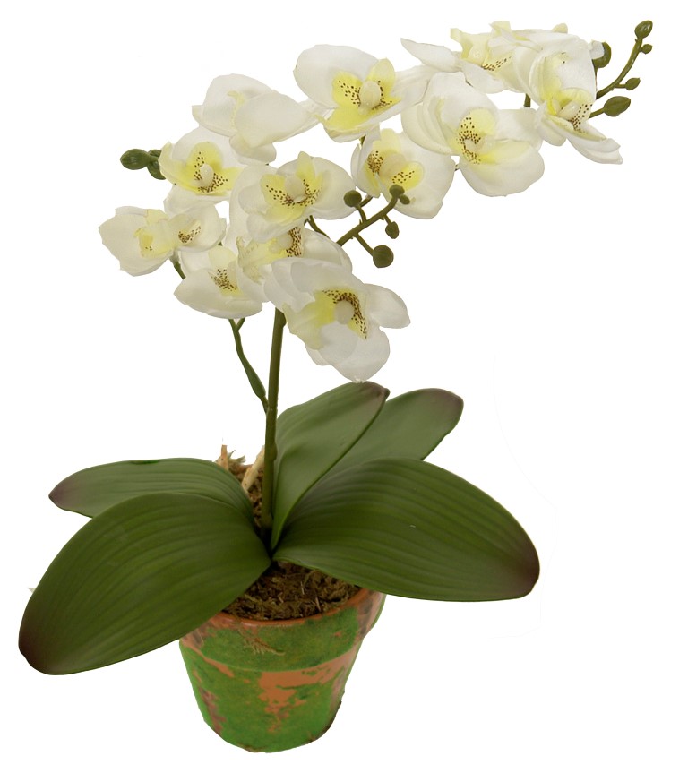 4902325A.jpg M/M Orquidea crema maceta musgo - Ø9x35cm - Imagen 1