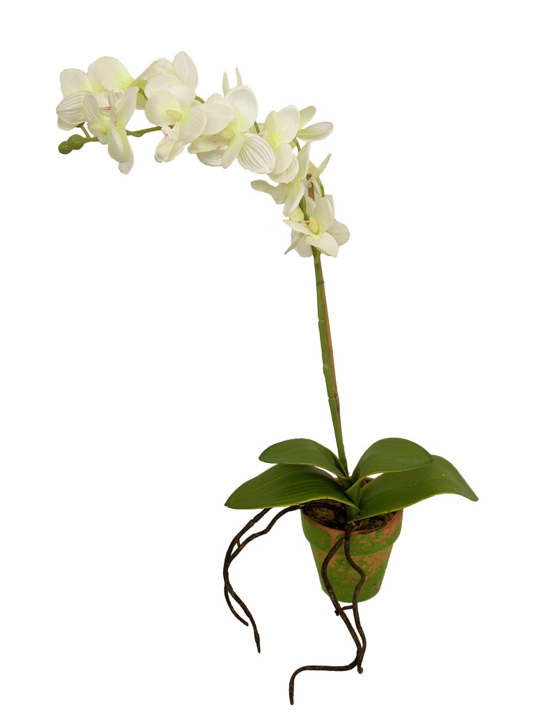 4902339A.jpg M/M Orquidea crema maceta musgo - Ø9x45cm - Imagen 1