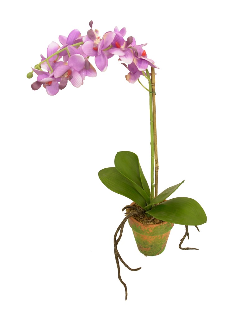 4902342A.jpg M/M Orquidea lila maceta musgo - Ø9x45cm - Imagen 1