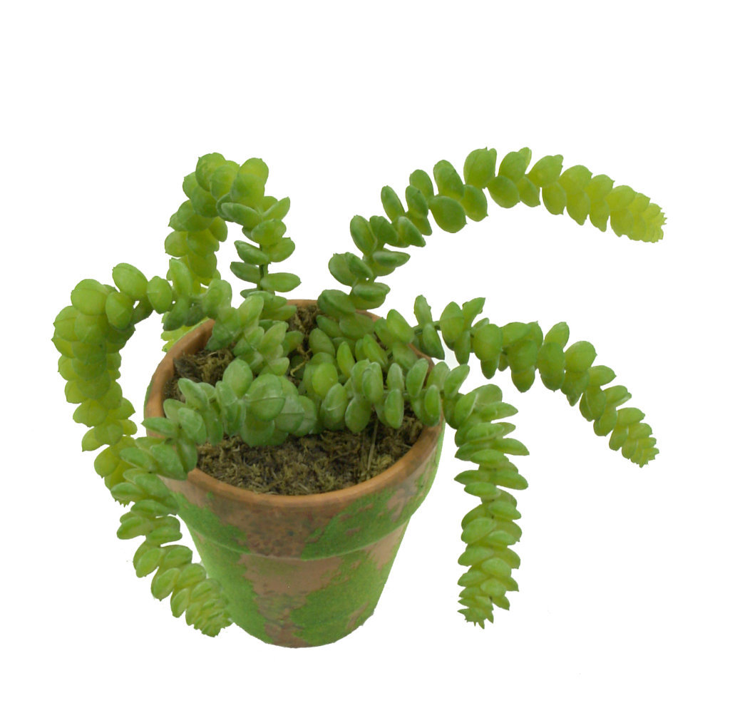 4902373A.jpg M/M Sedum cola de caballo maceta musgo - Ø9x17cm - Imagen 1