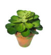 M/M Echeveria verde - Ø9x18cm