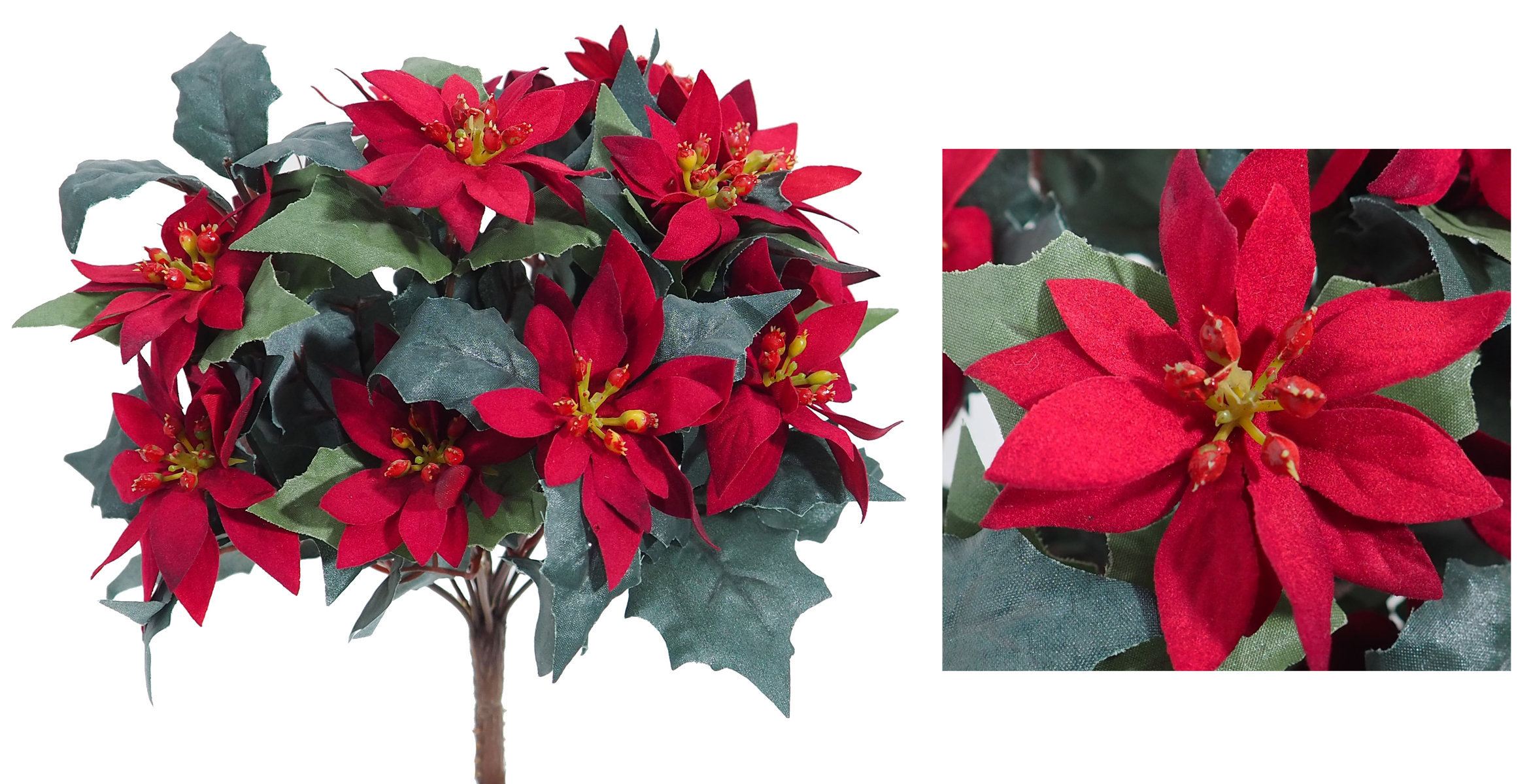 8603635.jpg Ponsetia mini roja 14 flores - 30cm - Imagen 1