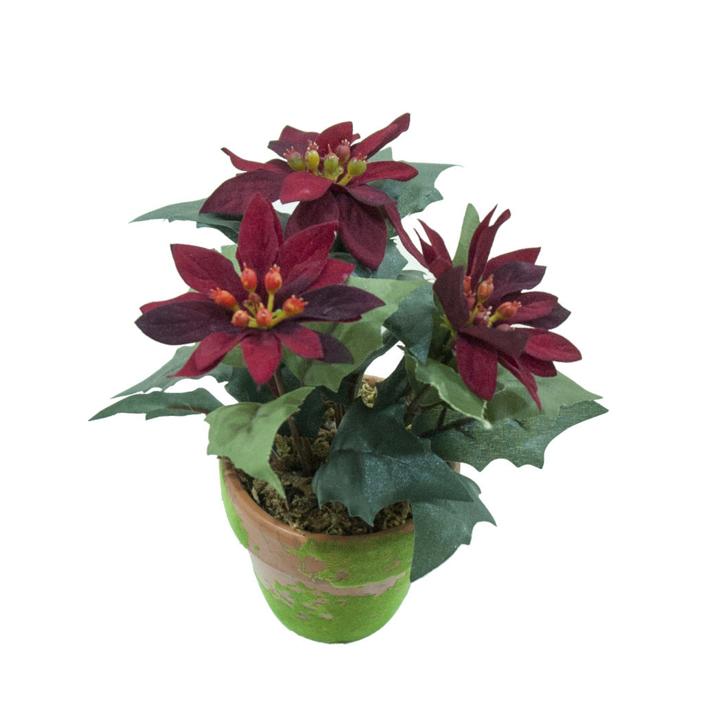 8603635B.jpg Ponsetia mini roja 4 flores maceta musgo - Ø7x18cm - Imagen 1