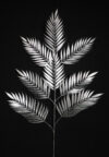 Areca plateada - 110cm