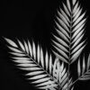 Areca plateada - 110cm - Imagen 2