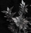 Té plata - 64cm - Imagen 2