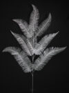 Areca mini plata - 110cm