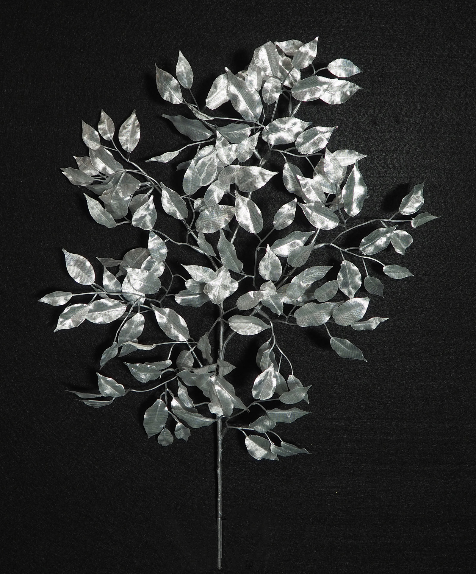 8606420.jpg Ficus mini plata - 55cm - Imagen 1
