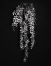 Smilax plata colgante - 70cm