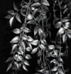 Smilax plata colgante - 70cm - Imagen 2